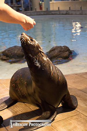 Beacon-4703