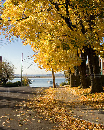 2010-10 Foliage