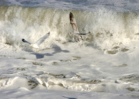 03-14x10_seaguls_waves