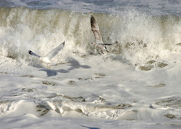 03-14x10_seaguls_waves