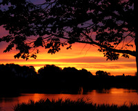 09-Tree_Silhouette_Sunset