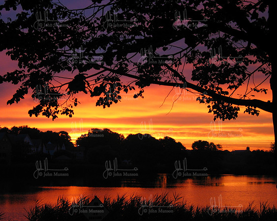 09-Tree_Silhouette_Sunset