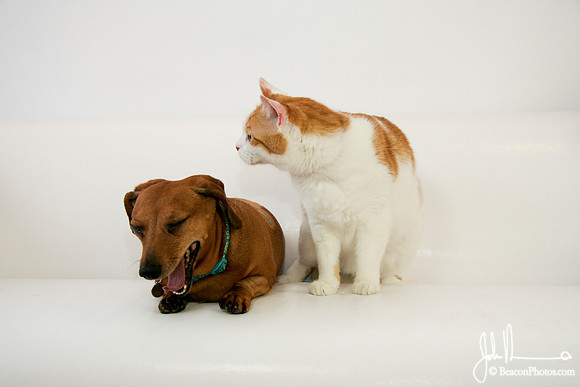 Tiger_12